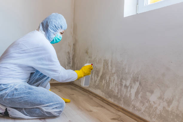 Licensed Basement Mold Remediation service in Paramus, NJ - Car Mold Remediation