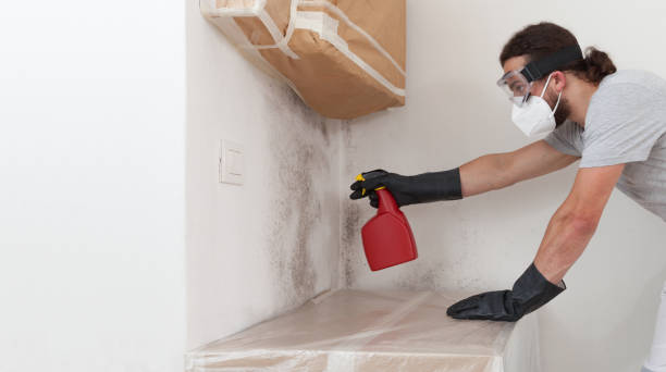 Professional Basement Mold Remediation technician working in Paramus, NJ